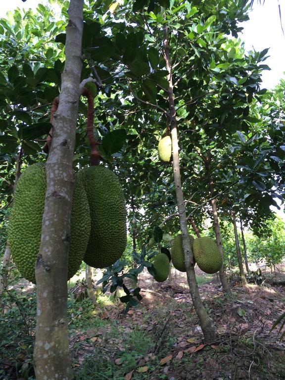 The Durian Lodge At Mekong Cai Be Bilik gambar